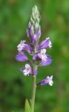 Polygala comosa