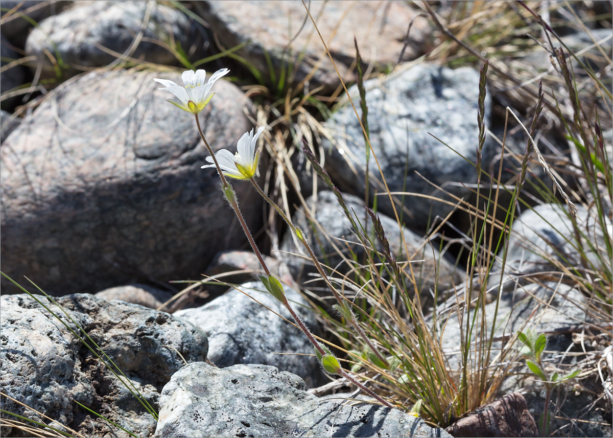 Изображение особи Cerastium alpinum.