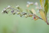 Chamaedaphne calyculata