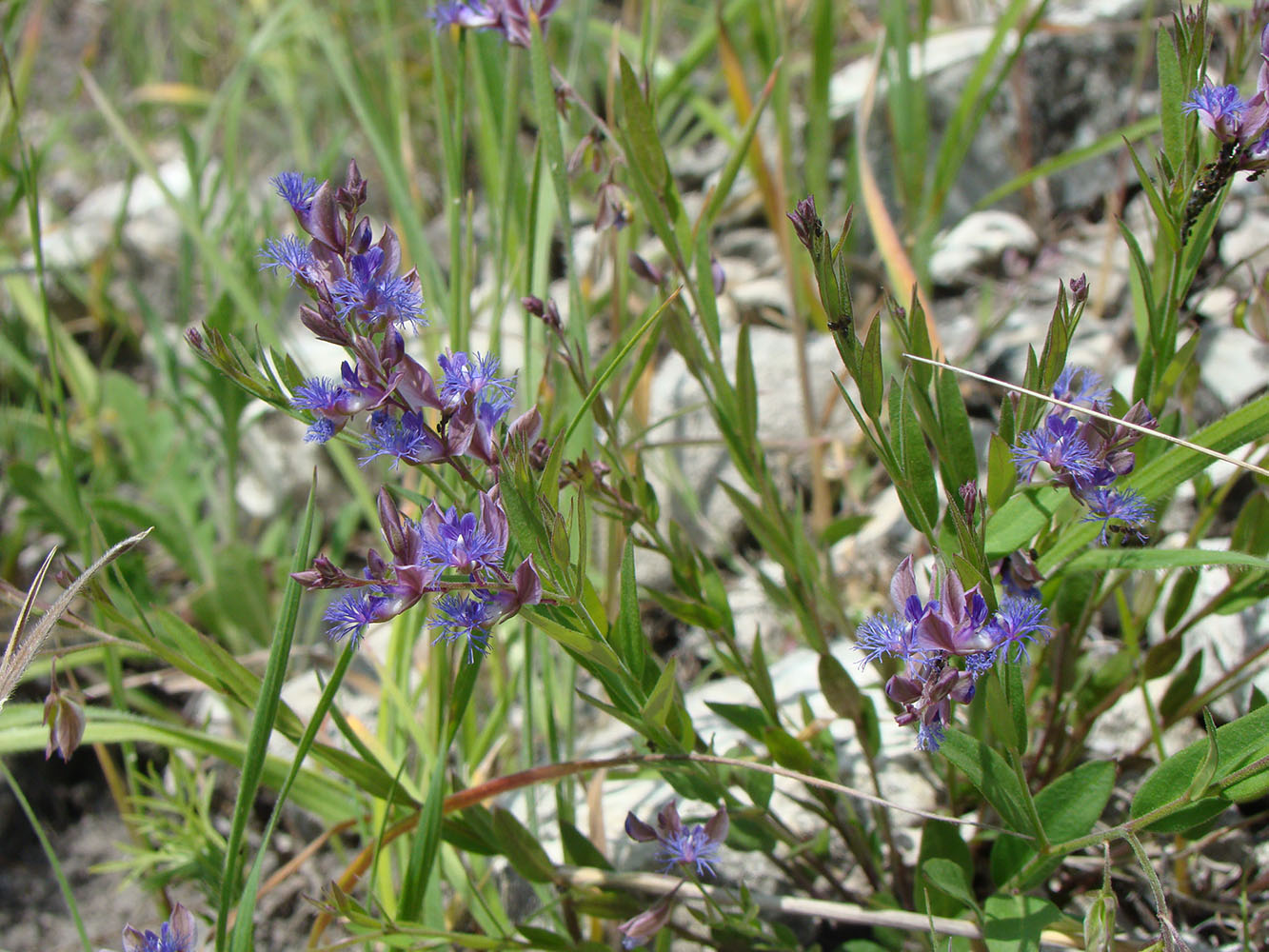 Image of Polygala sibirica specimen.