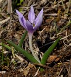 Colchicum doerfleri