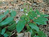 Mahonia repens