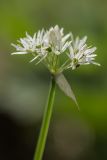 Allium ursinum