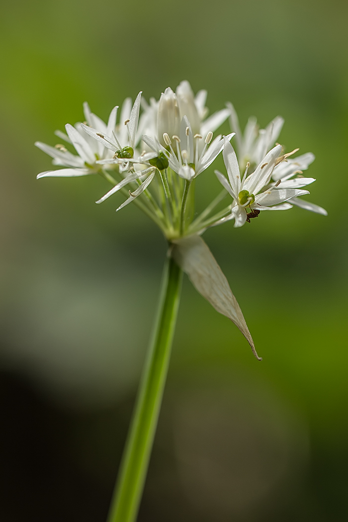 Изображение особи Allium ursinum.