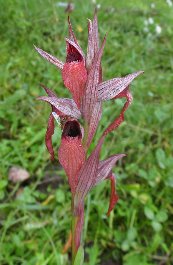 Изображение особи Serapias orientalis ssp. feldwegiana.