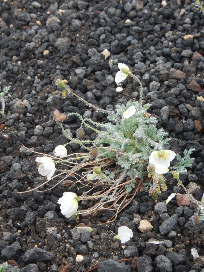 Изображение особи Papaver alboroseum.