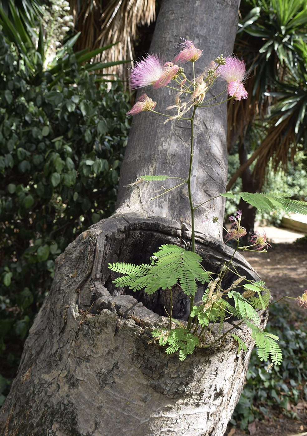 Изображение особи Albizia julibrissin.