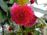 Syzygium wilsonii. Соцветие. Австралия, г. Брисбен, Университет Квинсленда, озеленение. 05.11.2017.
