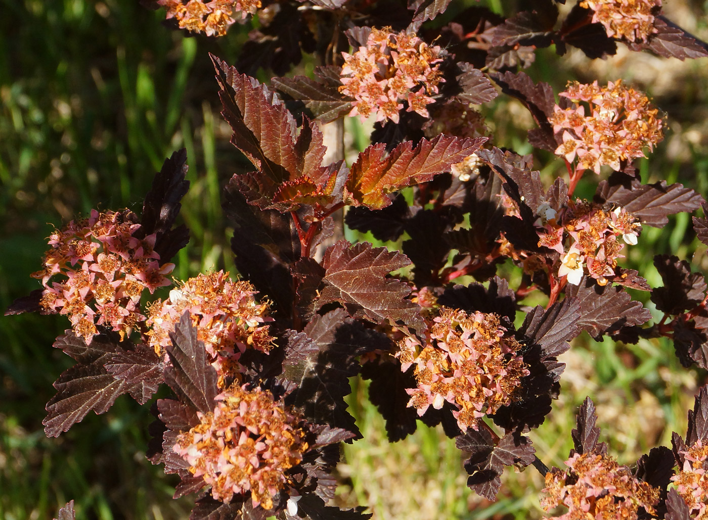 Изображение особи Physocarpus opulifolius.