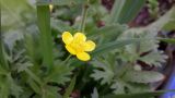 Ranunculus scandicinus