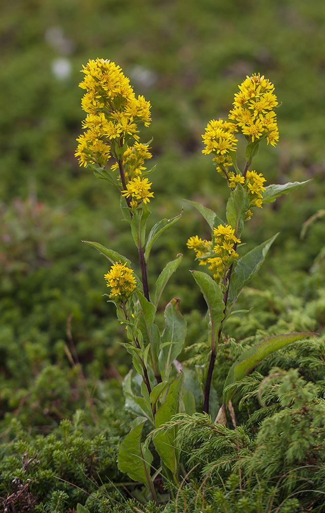 Изображение особи Solidago virgaurea ssp. lapponica.