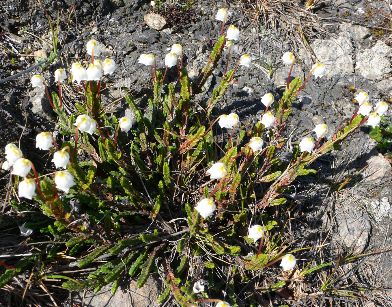 Изображение особи Cassiope tetragona.