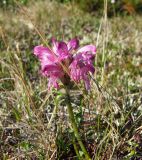 Pedicularis interioroides. Верхушка цветущего растения. Магаданская обл., окр. г. Магадан, п-ов Старицкого, кустарничковая тундра. 29.06.2011.