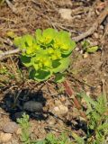 Euphorbia helioscopia. Цветущее и плодоносящее растение. Казахстан, Зап. Тянь-Шань, зап. оконечность Таласского Алатау, каньон Машат, по дну ущелья, возле ручья. 21.04.2018.