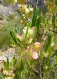 Dodonaea viscosa