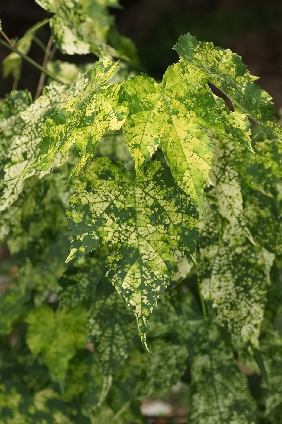 Изображение особи Abutilon pictum.