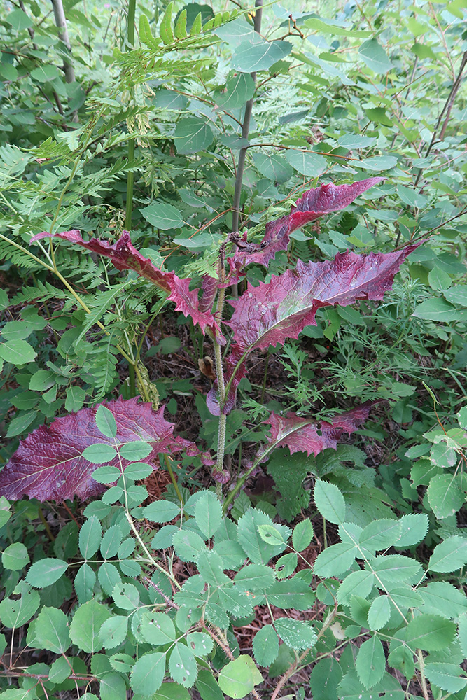 Изображение особи Crepis sibirica.