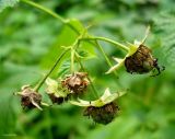 Rubus idaeus. Завязавшиеся плоды. Чувашия, окр. г. Шумерля, лес за Низким полем. 30 июня 2008 г.