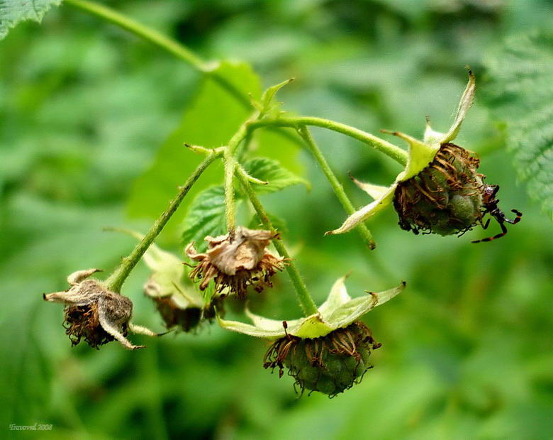 Изображение особи Rubus idaeus.