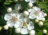 род Crataegus. Цветки и бутоны. Тверская обл., г. Тверь, Пролетарский р-н, просп. 50 лет Октября, в озеленении. 18.05.2019.