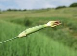 Dianthus elongatus