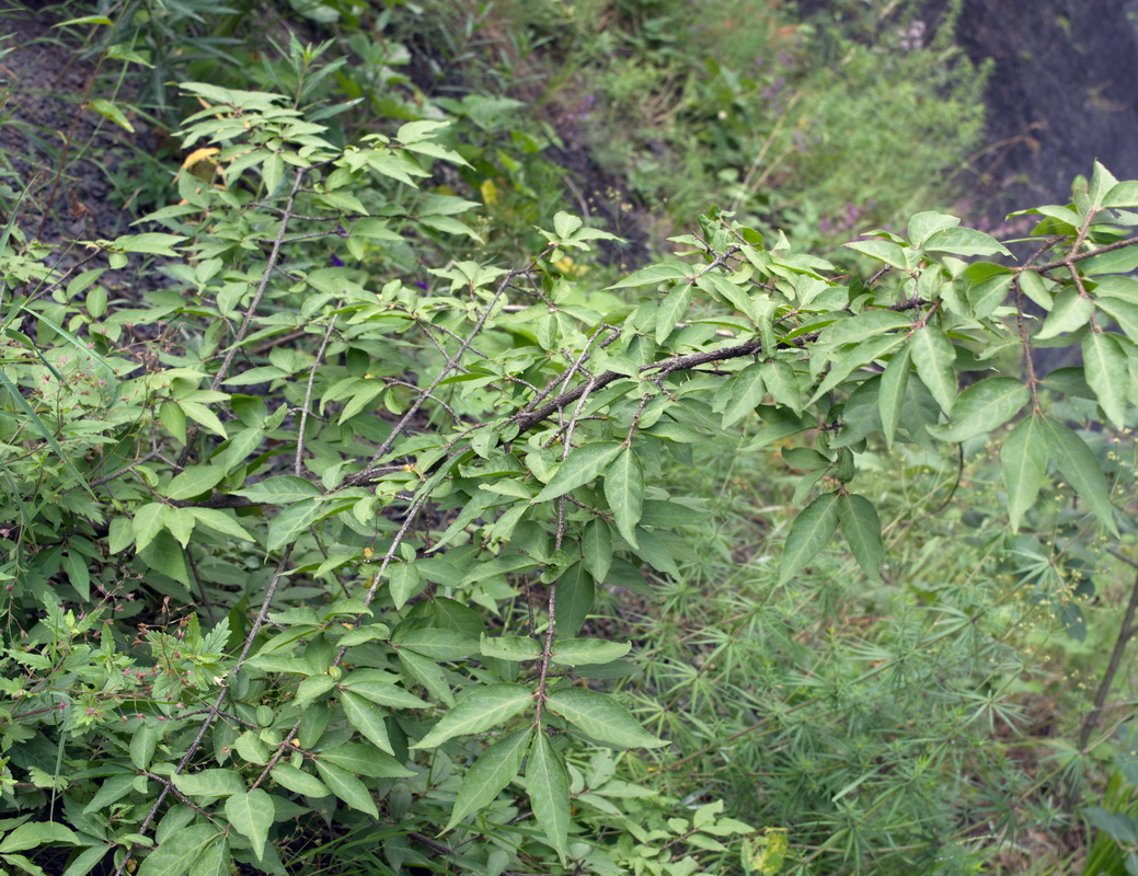 Изображение особи Euonymus verrucosus.