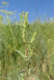 Artemisia dracunculus. Верхушка побега с соцветиями в бутонах. Алтайский край, г. Барнаул, 5 км к югу от пос. Южный, степной склон к р. Обь. 13 июля 2019 г.