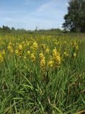 Narthecium ossifragum. Цветущие растения. Нидерланды, провинция Drenthe, окр. населённого пункта Donderen, окраина частично осушенного верхового болота. 5 июля 2009 г.