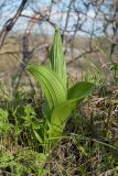 Veratrum lobelianum. Молодой побег, отрастающий после зимовки. Мурманск, Горелая сопка, склон вост. экспозиции, 245 м н.у.м., олуговелая обочина грунтовой дороги. 06.06.2019.