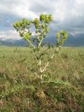 Cousinia minkwitziae. Цветущее растение. Южный Казахстан, предгорья Таласского Алатау в р-не с. Жабаглы, ≈ 1100 м н.у.м., подгорная степь. 7 июня 2019 г.