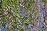 Salix ledebouriana