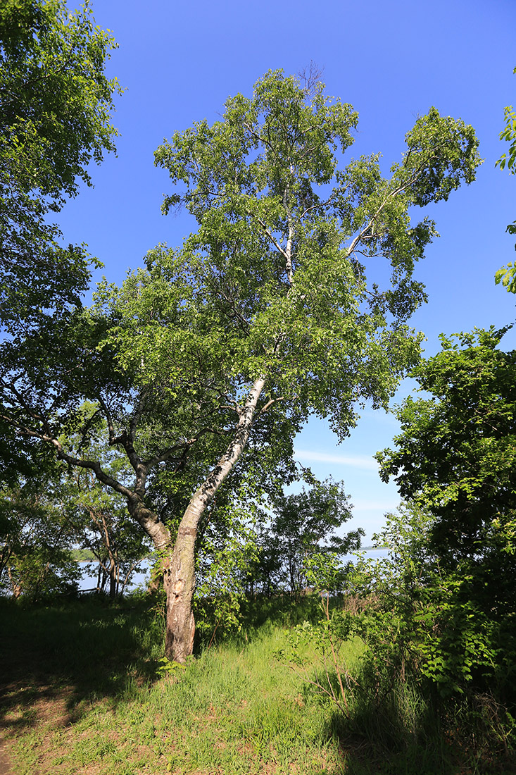 Изображение особи Betula platyphylla.