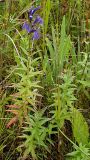 Lobelia sessilifolia. Цветущее растение. Приморский край, Ольгинский р-н, 6 км Ю-В с. Милоградово, бух. Красная Скала. 12.08.2009.