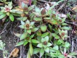 Orostachys malacophylla