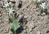 Ornithogalum montanum