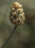 Centaurea orientalis