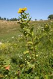 Inula grandiflora. Цветущее растение. Адыгея, Кавказский биосферный заповедник, Азишский перевал, ≈ 2000 м н.у.м., субальпийский луг. 31.08.2019.