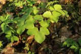 Hepatica nobilis