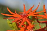 Lychnis wilfordii