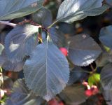 Crataegus разновидность rotundifolia