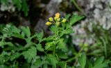 Chelidonium majus. Верхушка побега с бутонами. Красноярский край, Берёзовский р-н, национальный парк \"Красноярские Столбы\", Центральные Столбы, опушка смешанного леса, у подножия скалы. 05.06.2022.