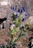 Oxytropis ivdelensis. Отцветающее соцветие. Свердловская обл., окр. г. Североуральск, правый берег канал Дублёр в районе известнякового карьера. 15.06.2011.