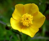 Ranunculus polyanthemos