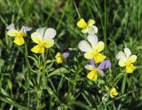 Viola tricolor