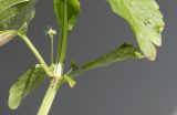 Mercurialis annua