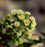 Conyza canadensis