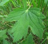 Geranium platyanthum. Лист. Иркутская обл., пос. Листвянка, обочина дороги. 03.07.2012.