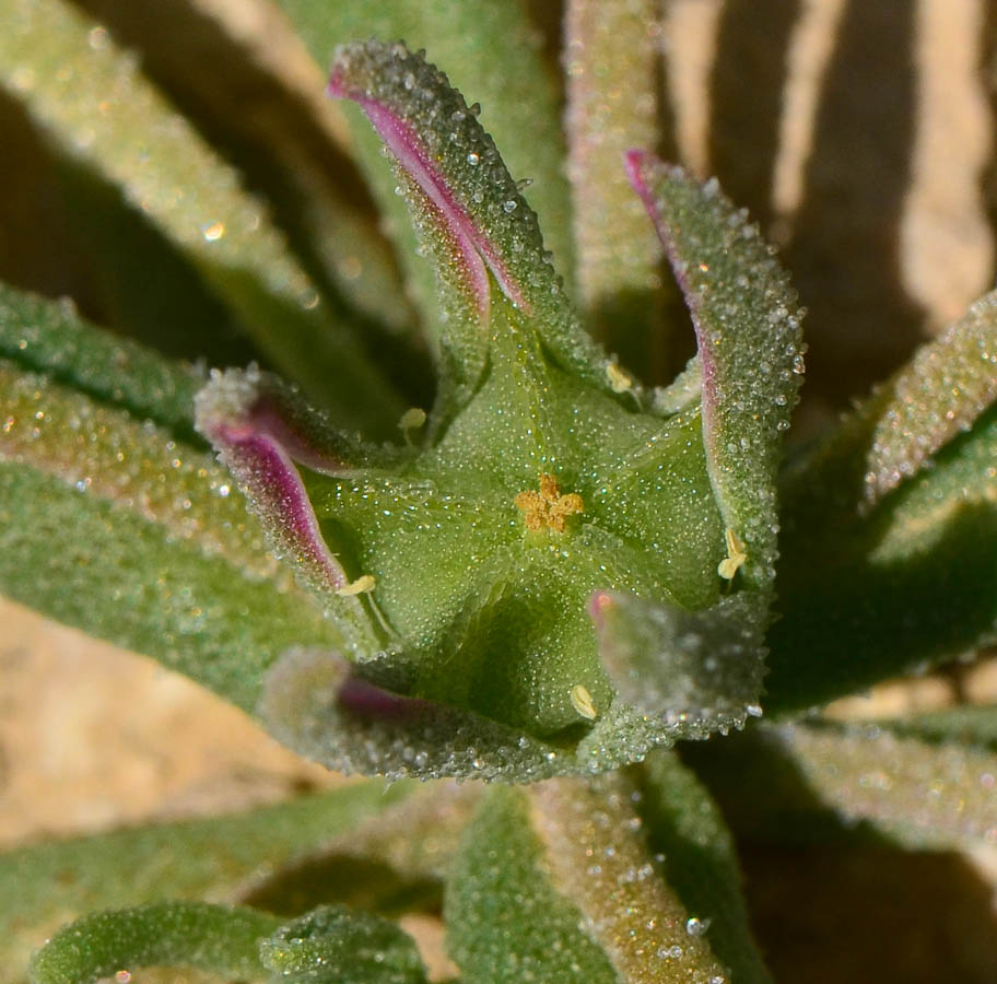 Изображение особи Aizoon hispanicum.