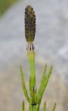 Equisetum palustre