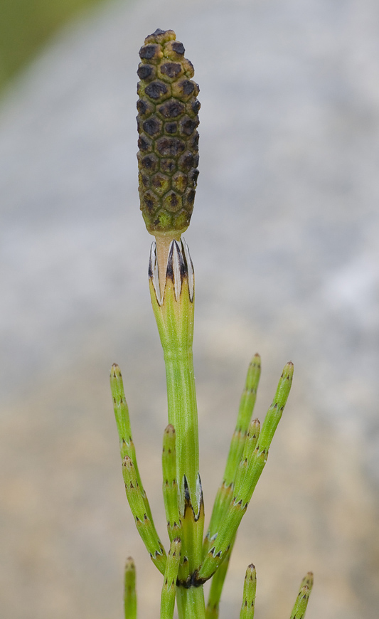 Изображение особи Equisetum palustre.